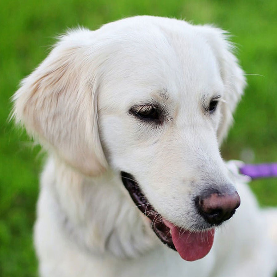 How To Train a Golden Retriever To Walk on a Leash