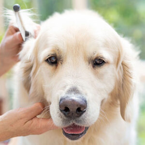 How To Trim Golden Retriever