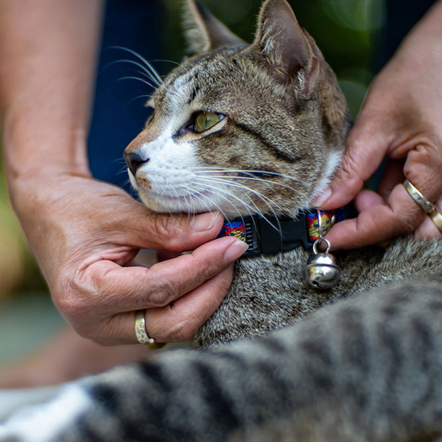 How To Wash A Cat Collar