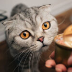 Is Canned Cat Food Ok After Its Expiration Date?