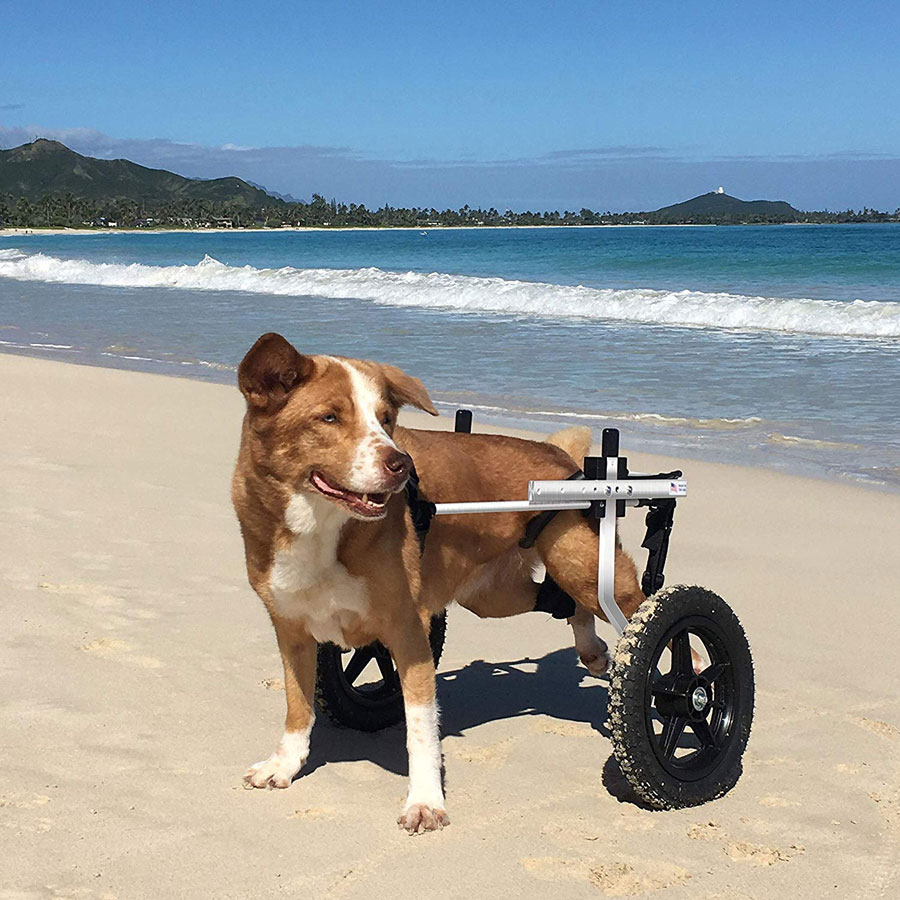 K9 Carts Veterinarian Established Dog Wheelchair