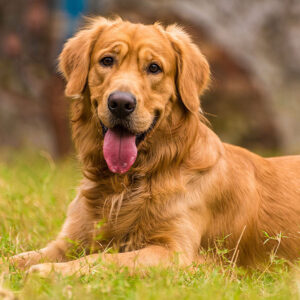 Male Golden Retriever