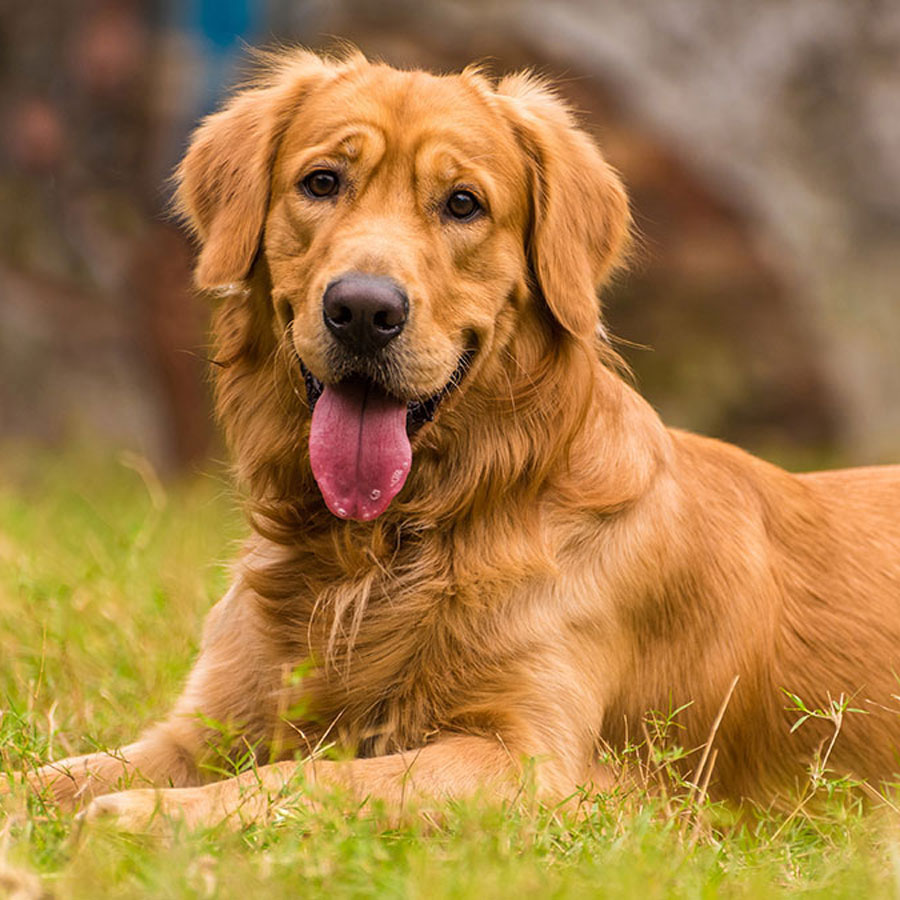 Everything To Know About Male Golden Retrievers Everything To Know About Male Golden Retrievers