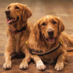 Male VS Female Golden Retriever: Which Is The Best?