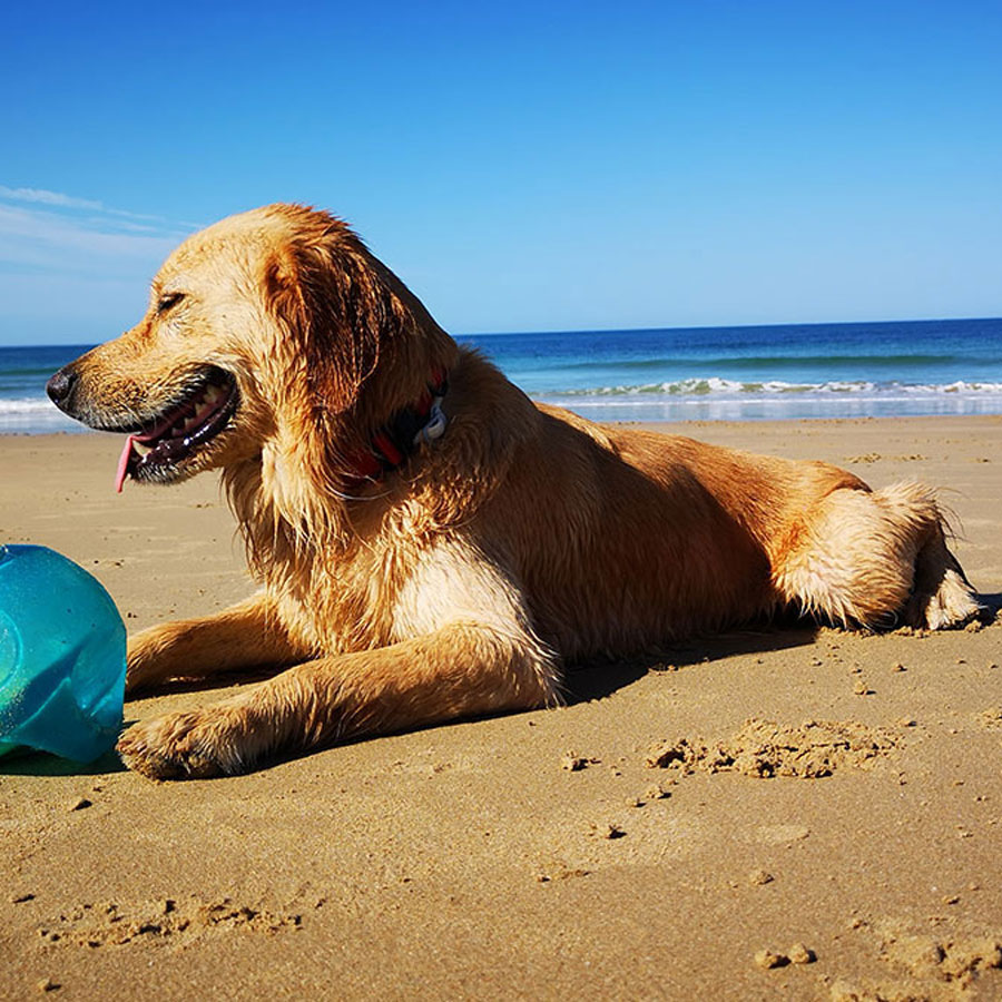 Everything To Know About Mini Golden Retrievers Everything To Know About Mini Golden Retrievers