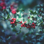 The Tradition of Mistletoe at Christmas