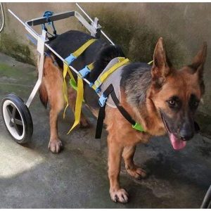 Newlife Mobility Adjustable Dog Wheelchair