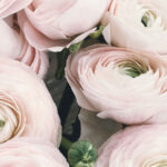 21 Best Flowers For a Beautiful November Wedding