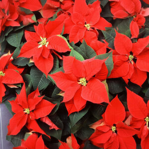 Poinsettia