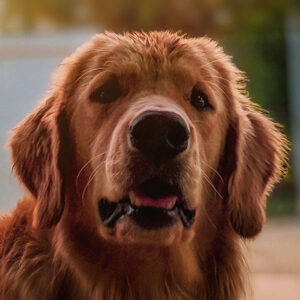 What is The Average Red Golden Retriever Price?