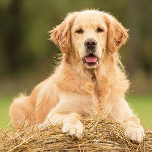 Everything To Know About Short-Haired Golden Retrievers