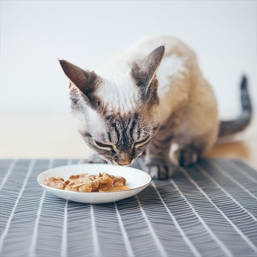 Should You Add Water To Wet Cat Food?