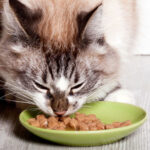 Should You Warm Up Wet Cat Food?