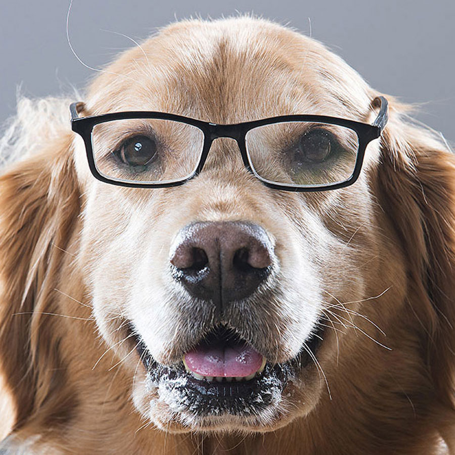 Are Golden Retrievers Smart?