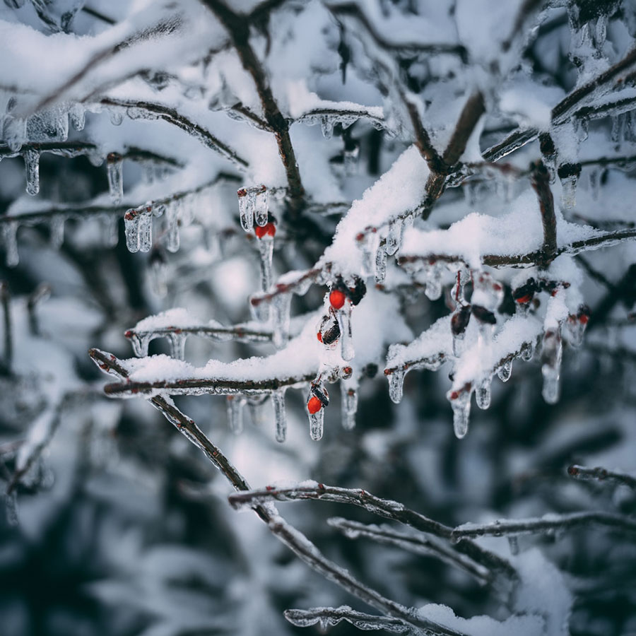 The Complete History of Snow, Ice, and Christmas