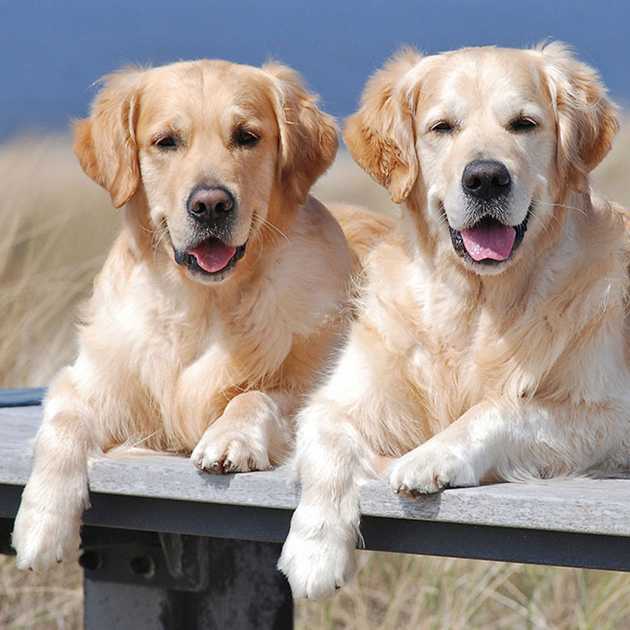 Things To Know Before Getting Two Golden Retrievers