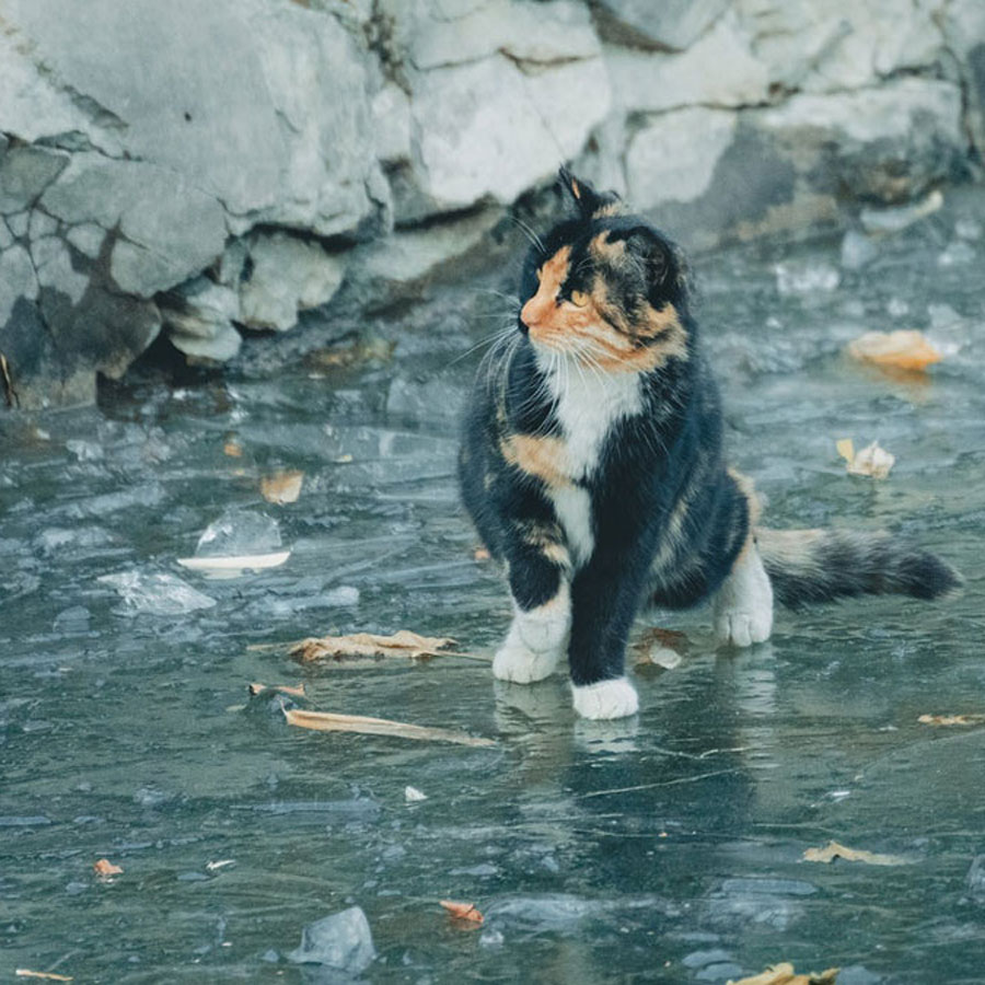 Why Are Cats Afraid Of Water?