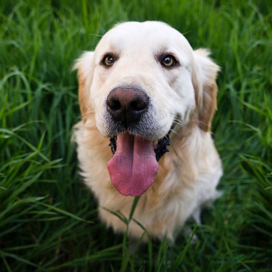 Why Do Golden Retrievers Pant So Much?